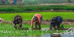 فارس من | دست دلالان برنج را از جیب شالیکاران قطع کنید