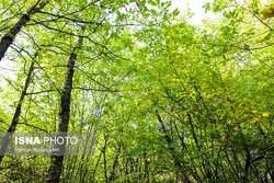 توسعه۵۰ هزار هکتار جنگل‌کاری کمربند سبز تهران تاپایان۱۴۰۳