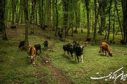 جنگل‌داری اجتماعی ضرورت امروز کشور است