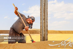 امروز و فردا کردن پرداخت مطالبات گندم کاران