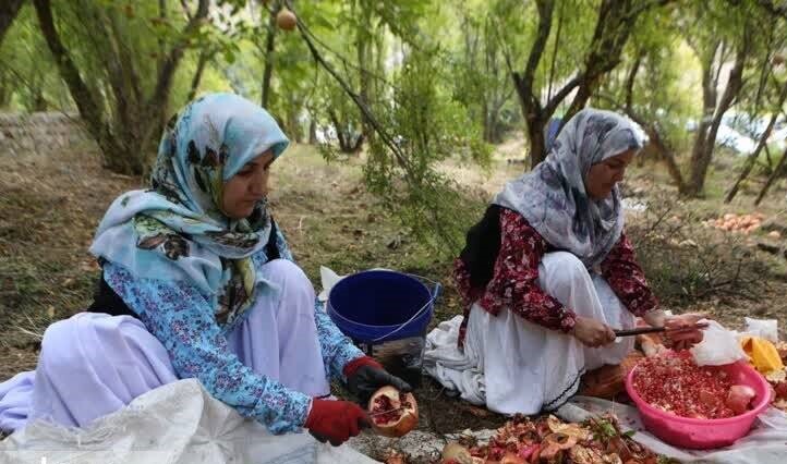 عکس/ جشنواره انار در رودبار