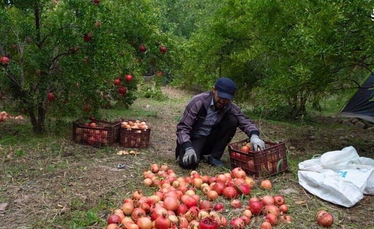 عکس/ جشنواره انار در رودبار