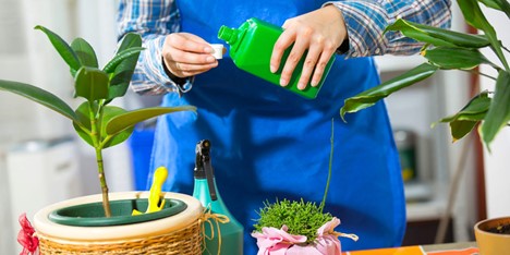 اصول کوددهی برای تقویت گیاهان آپارتمانی