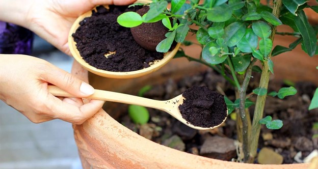 اصول کوددهی برای تقویت گیاهان آپارتمانی