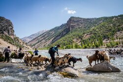 تدوین برنامه حفظ دام سبک عشایری ضروری است