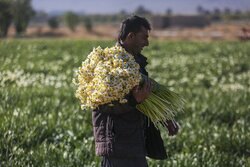 برداشت گل «نرگس» در شهر خفر