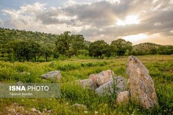 شناسایی ۱۸۰۰ گونه گیاهی اختصاصی ایران