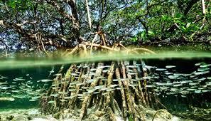 جنگل‌های مانگرو، معجزه طبیعت