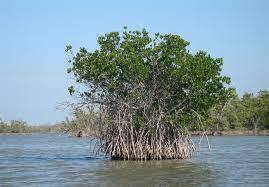 جنگل‌های مانگرو، معجزه طبیعت
