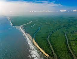 جنگل‌های مانگرو، معجزه طبیعت