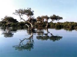 جنگل‌های مانگرو، معجزه طبیعت