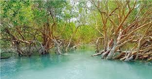 جنگل‌های مانگرو، معجزه طبیعت