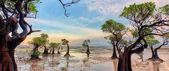 جنگل‌های مانگرو، معجزه طبیعت