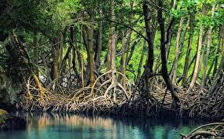 جنگل‌های مانگرو، معجزه طبیعت