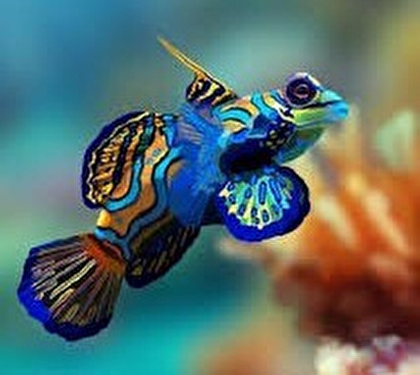 تصاویری زیبا از ماهی های تزیینی در دنیای زیرآب