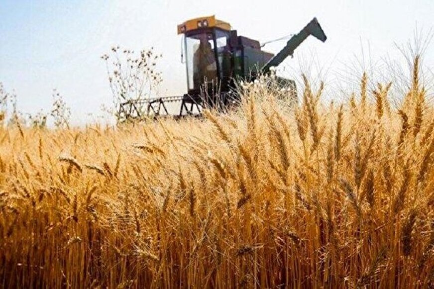 پیش بینی تولید 13.5 میلیون تن گندم در سال زراعی جاری