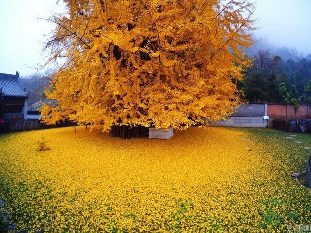 این موجود ۲۹۰ میلیون ساله از انفجار هسته‌ای هم جان سالم به دربرد