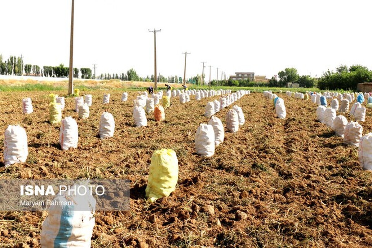 ذخیره‌سازی سیب‌زمینی در ۷ استان