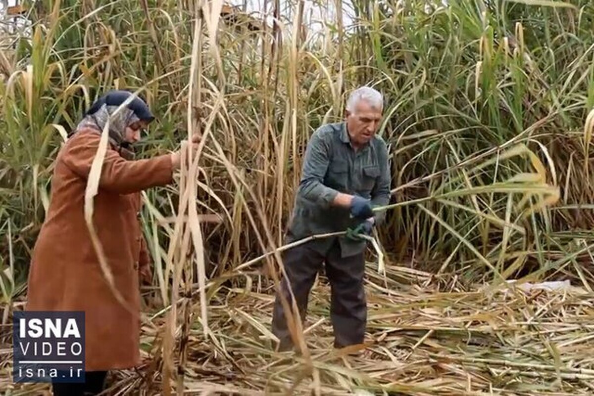 برداشت و فرآوری نیشکر در لنگرود به روش سنتی