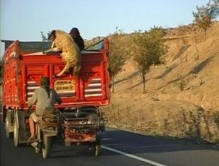 کارت ملی ببر گوسفند بخر