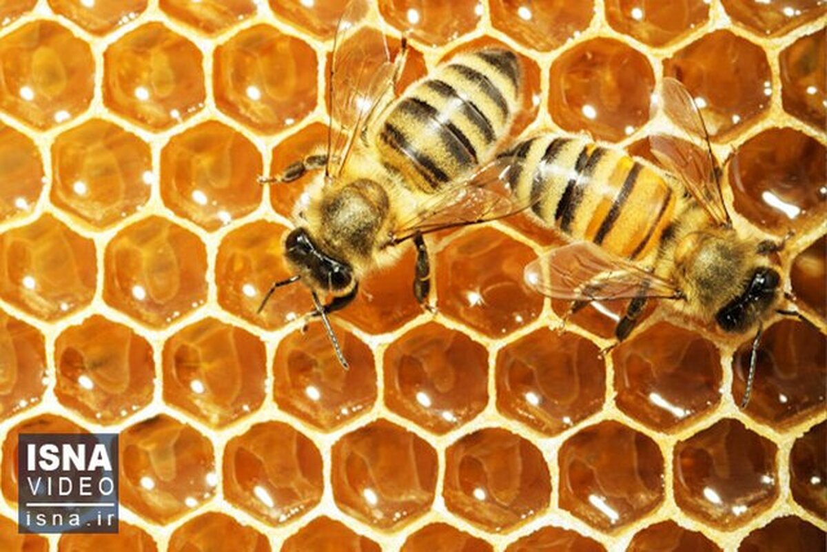 گرمای زمین زنبورهای عسل را هم گرفتار کرد
