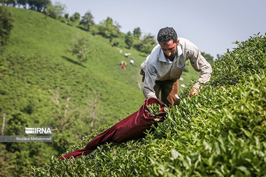 پیش‌بینی تولید 145 هزار تن برگ سبز چای
