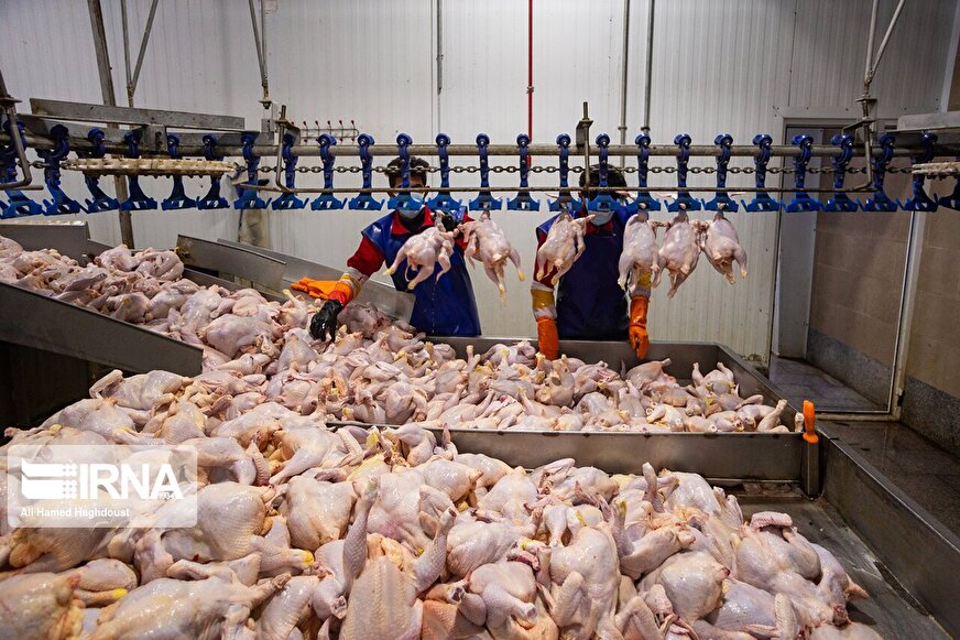 تقویت تولید داخلی با ایجاد بازارهای صادراتی گوشت مرغ در منطقه