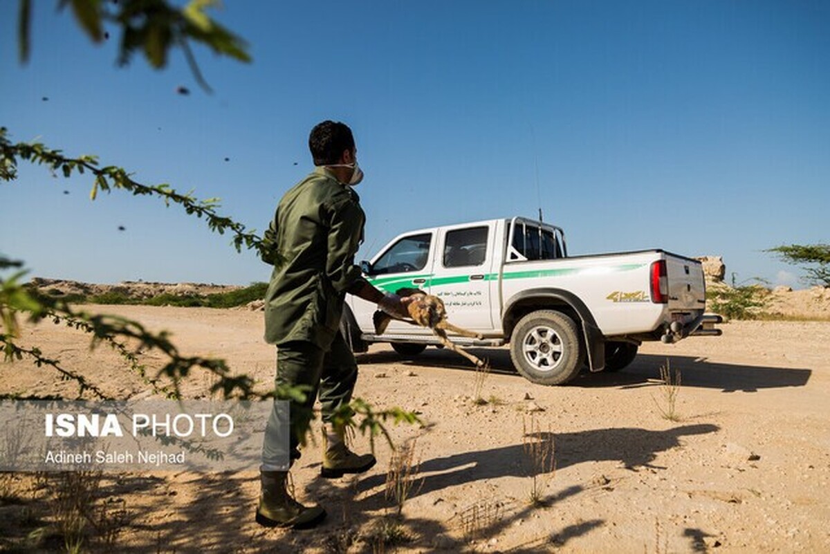 مطالبه محیط بانان؛ نیاز فوری محیط بانی کشور به خرید حداقل ۱۰۰۰ خودرو