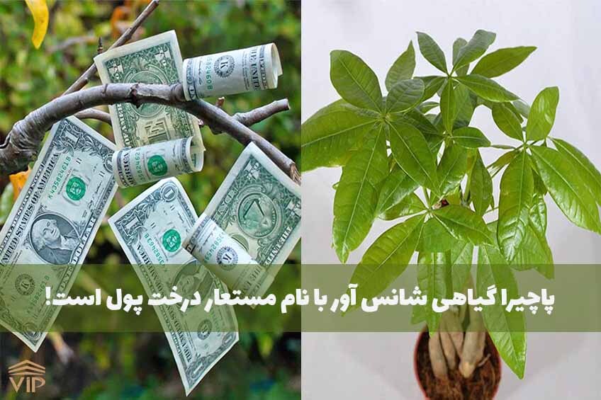 دلار در معرض نور آفتاب رشد میکند دلار در معرض نور آفتاب رشد میکند