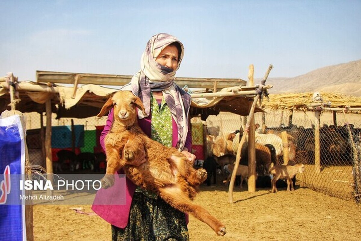 ۲۵ درصد گوشت قرمز کشور را عشایر تولید می‌کنند