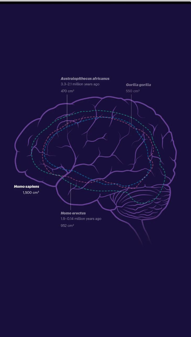 تواناییهای شگفتانگیز مغز انسان که او را بین تمام موجودات خاص کرده است تواناییهای شگفتانگیز مغز انسان که او را بین تمام موجودات خاص کرده است