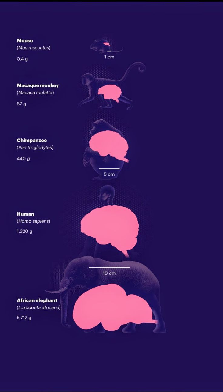 تواناییهای شگفتانگیز مغز انسان که او را بین تمام موجودات خاص کرده است تواناییهای شگفتانگیز مغز انسان که او را بین تمام موجودات خاص کرده است