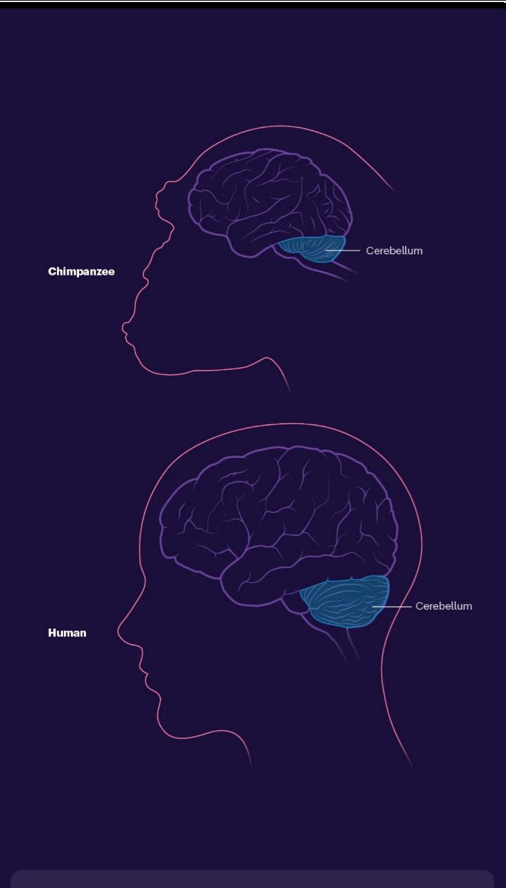 تواناییهای شگفتانگیز مغز انسان که او را بین تمام موجودات خاص کرده است تواناییهای شگفتانگیز مغز انسان که او را بین تمام موجودات خاص کرده است