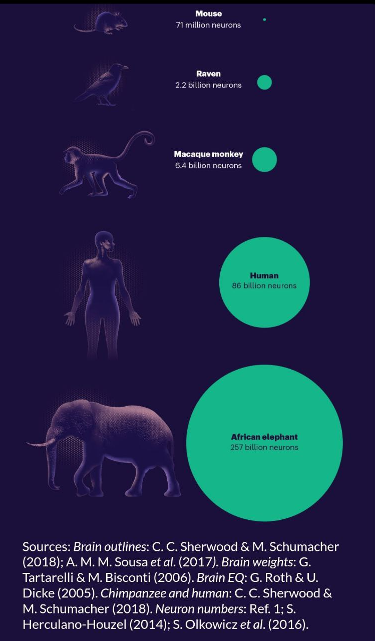 تواناییهای شگفتانگیز مغز انسان که او را بین تمام موجودات خاص کرده است تواناییهای شگفتانگیز مغز انسان که او را بین تمام موجودات خاص کرده است