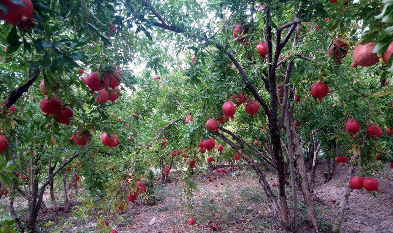 دانلود فیلم/ مقصدی دل انگیز در نزدیکی پایتخت دانلود فیلم/ مقصدی دل انگیز در نزدیکی پایتخت