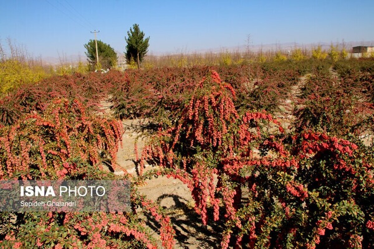 پسته جای «گنج طلایی طبیعت» می‌نشیند