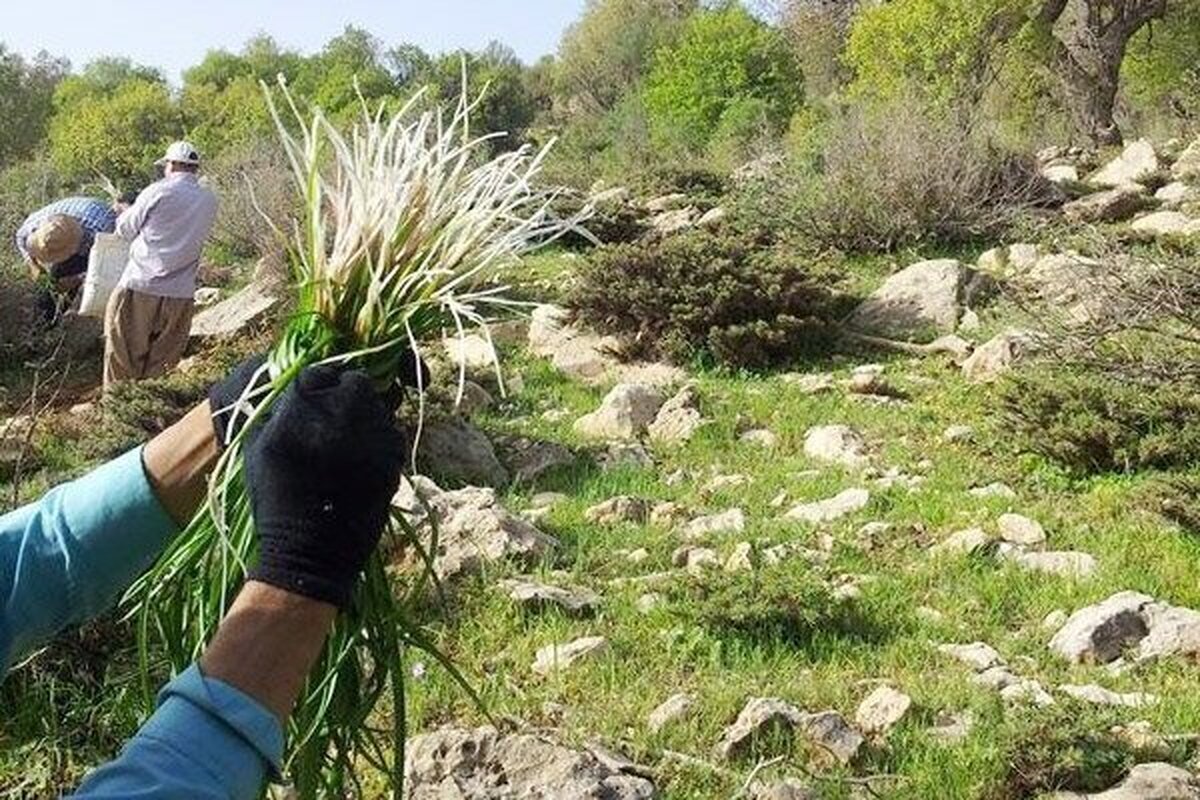برخورد محیط زیست تهران با برداشت غیرقانونی گیاهان کوهی در مناطق حفاظت شده
