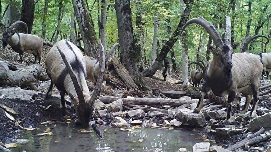 پخش مجموعه مستندی از حیات وحش ایران