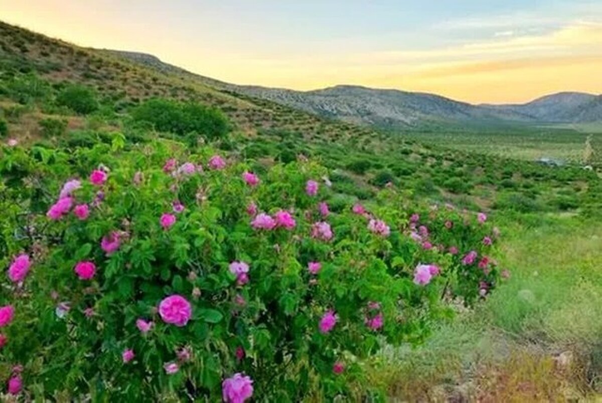 احداث نخستین باغ گل محمدی تهران در بوستان ایرانیان