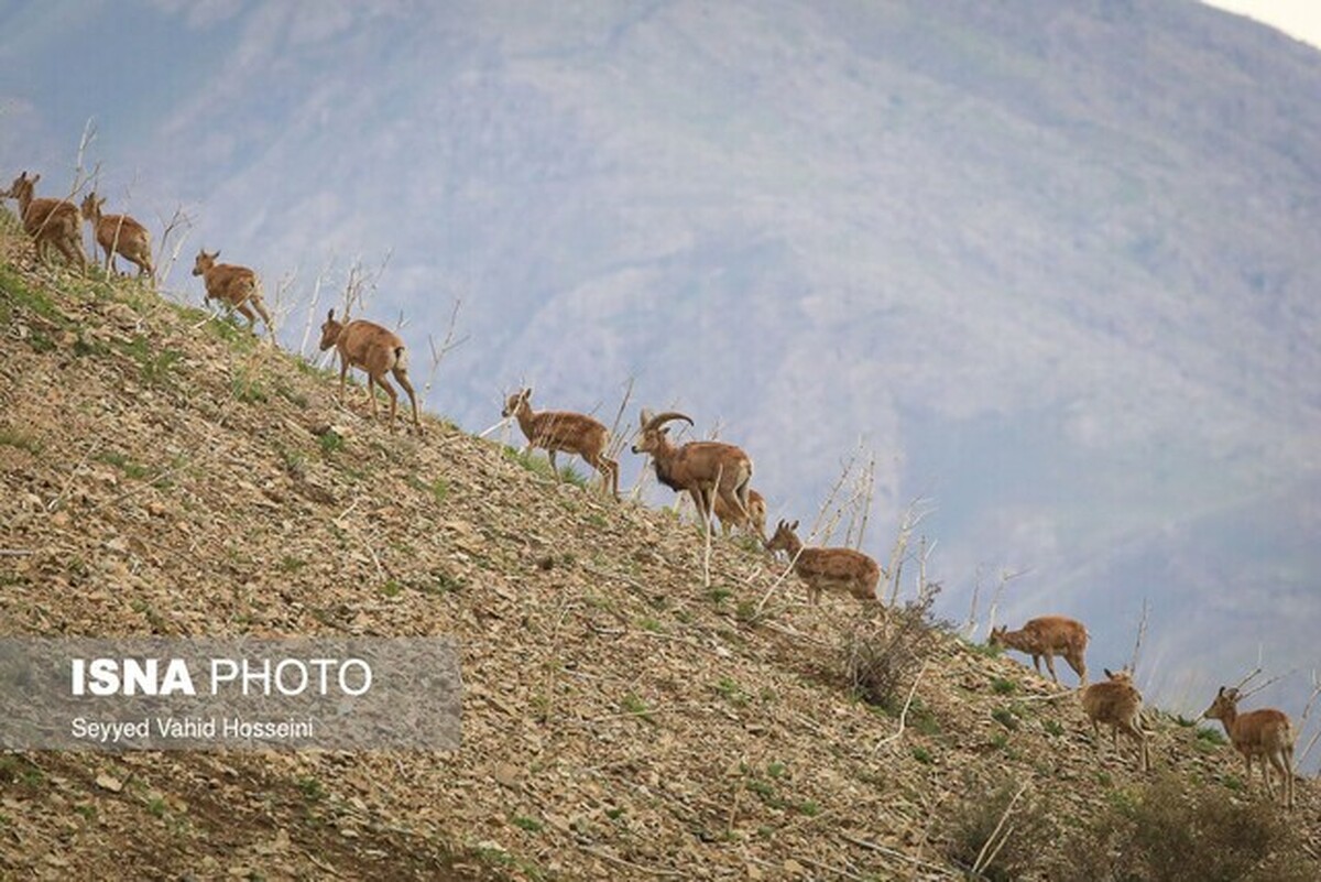 سرشماری پستانداران در استان تهران؛ افزایش جمعیت آهو و جبیر، کاهش کل و بز
