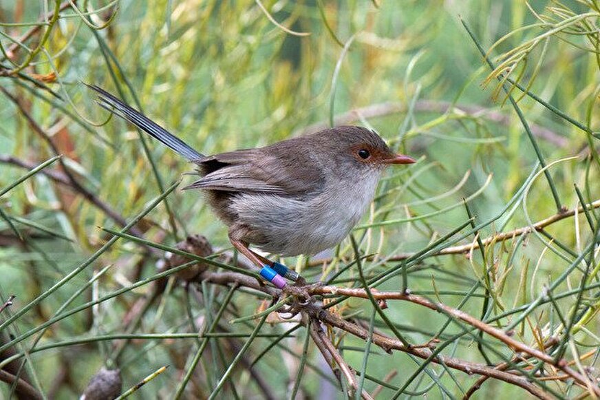 آواز، شخصیت پرندگان را لو میدهد!