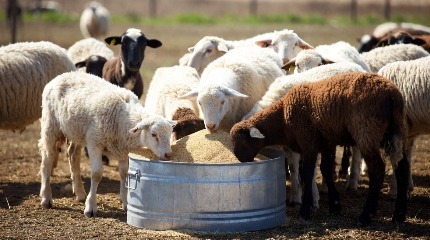 به صرفه ترین راه خرید سبوس گندم برای دام به صرفه ترین راه خرید سبوس گندم برای دام