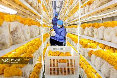 از بابانوئل در قطار تا بالابر مرغداری وقتی منتخب می‌شوند