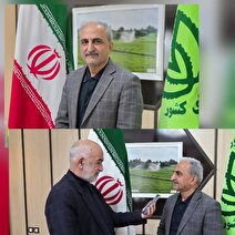 رئیس سازمان چای کشور اعلام کرد