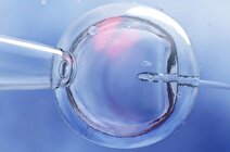 تخمک‌های انسان جوانسازی شد