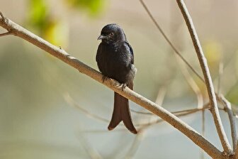 این پرنده به حیوانات دیگر دروغ می‌گوید!