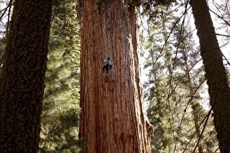 غول‌پیکرترین موجود زنده که پس ۲ هزار سال هنوز نفس می‌کشد