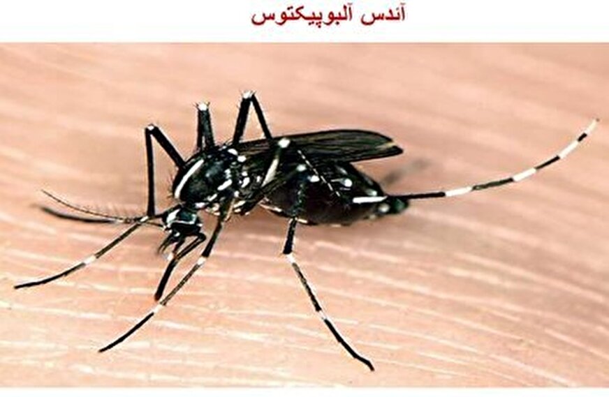 شناسایی 17 مبتلا به تب دنگی از ابتدای امسال