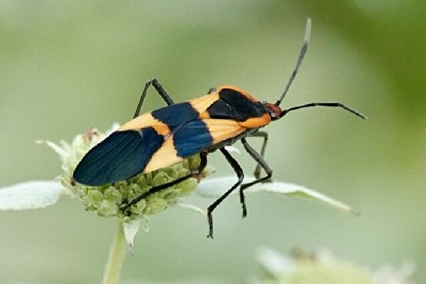 پشتپرده ناپدیدشدن حشرات؛ فقط کشاورزی مقصر نیست!