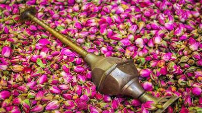 عکس/  مراسم گلاب گیری در تهران